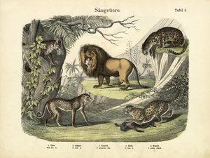 Zoogdieren, ca. 1860 door German School